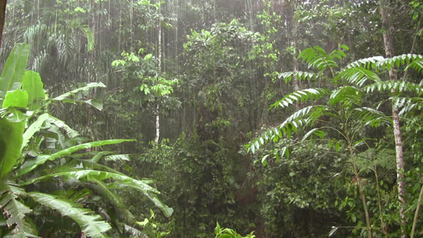 amazon rainforest news