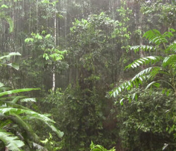 amazon rainforest news