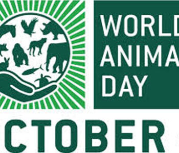 animalday