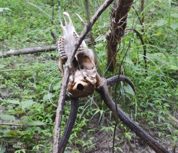 thibirigolla-forest-hunting